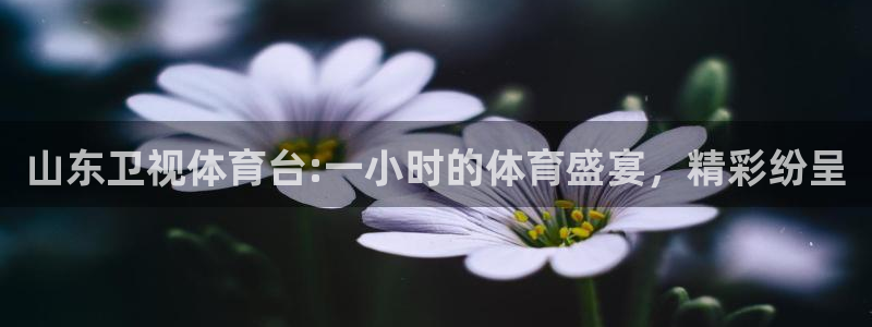 乐球直播全球赛事免费高清