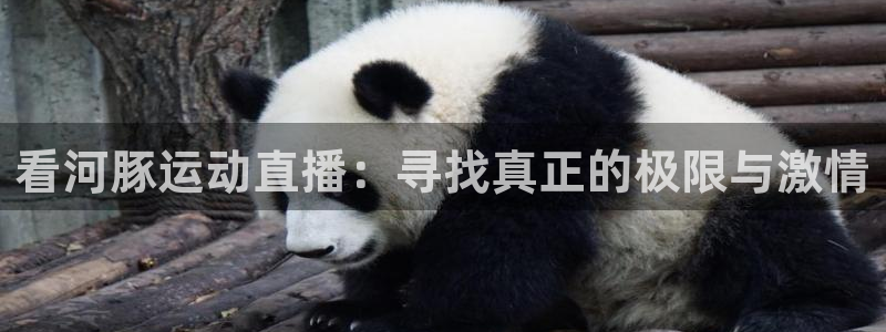 乐球直播网站在线观看